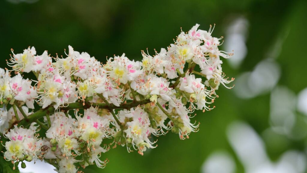 Formas naturais de melhorar a circulação do sangue e reduzir inchaços