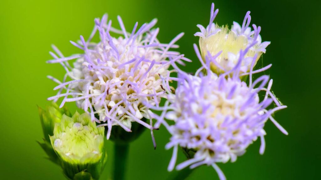 Uma única planta é capaz de aliviar cólicas, curar feridas e fortalecer sua saúde