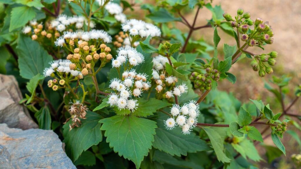 Uma única planta é capaz de aliviar cólicas, curar feridas e fortalecer sua saúde