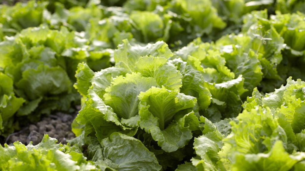 Plantas que crescem rápido e dão sensação de conquista no cultivo