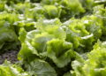 Cultive corretamente alface caseira e colha em abundância a partir do primeiro mês