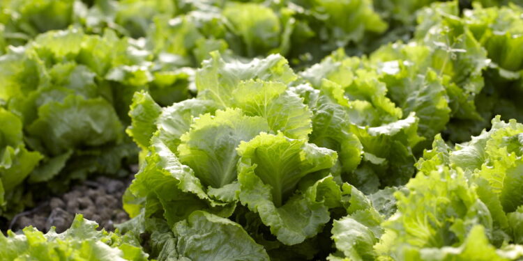Cultive corretamente alface caseira e colha em abundância a partir do primeiro mês