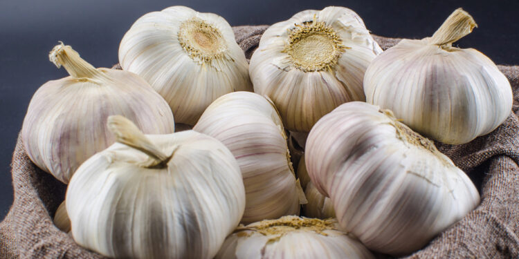 Plante alho em casa e multiplique sua pequena produção a cada estação