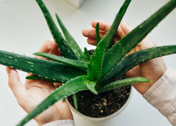 Essa planta atrai saúde e afasta resfriados