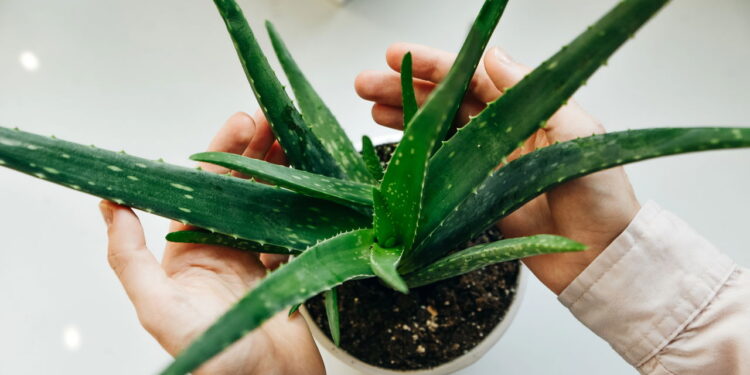 Essa planta atrai saúde e afasta resfriados