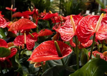 Casa seca e ar ruim nunca mais! Com essas plantas você melhora o clima e respira melhor sem esforço