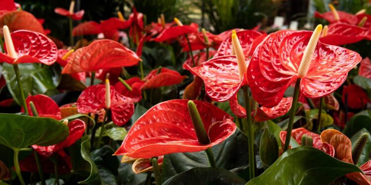 Casa seca e ar ruim nunca mais! Com essas plantas você melhora o clima e respira melhor sem esforço