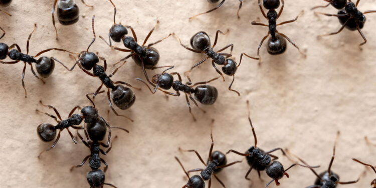 Por que formigas aparecem mais no verão e truques baratos para combatê-las de vez