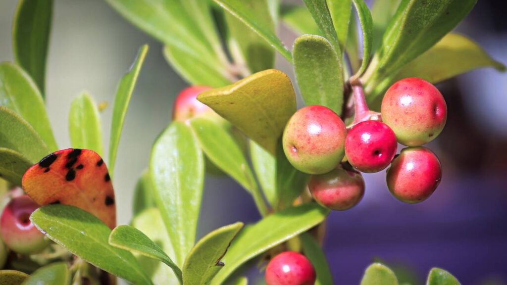 Ervas para proteger a bexiga e evitar possíveis infecções