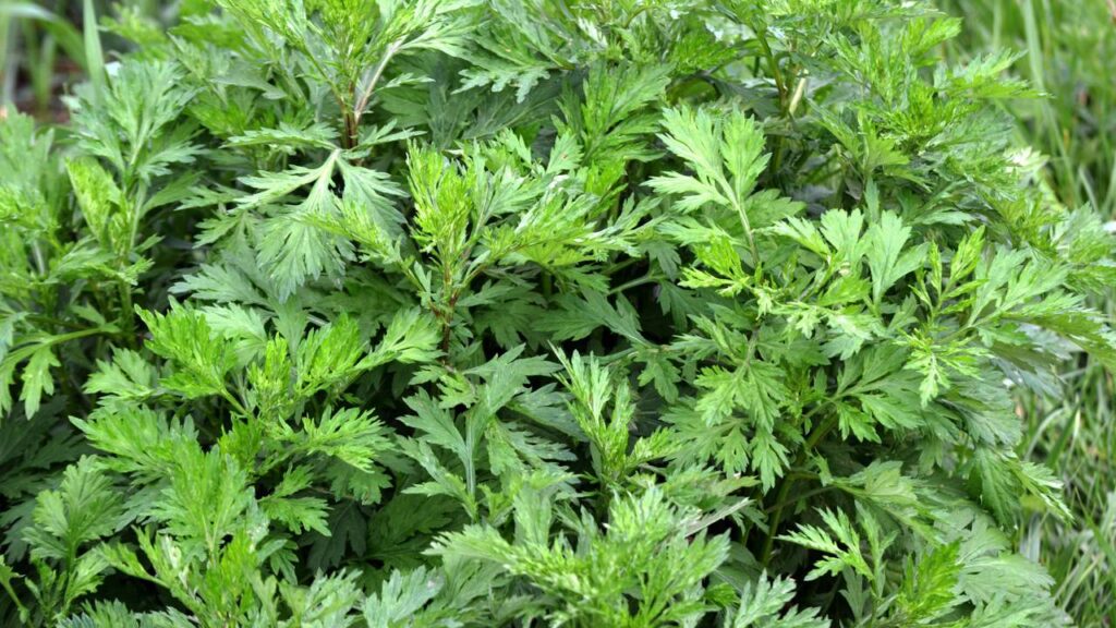 A planta que regula hormônios e ainda acalma o seu corpo