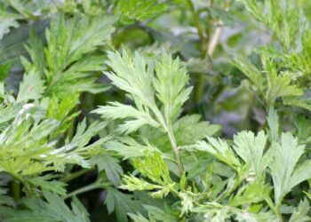 A planta que regula hormônios e ainda acalma o seu corpo