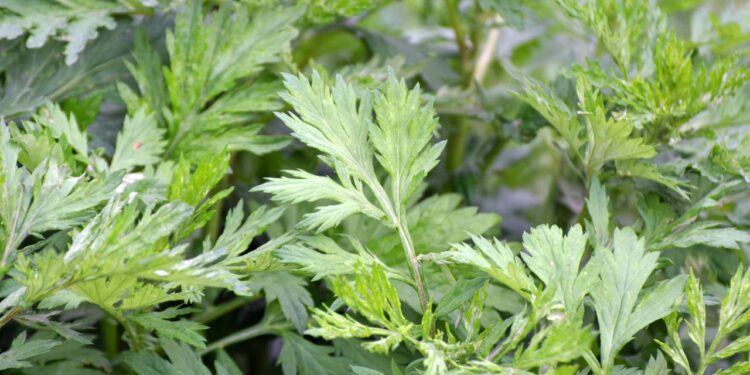 A planta que regula hormônios e ainda acalma o seu corpo