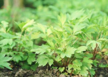 Artemísia-branca: ajuda no controle da glicose e fortalece o corpo