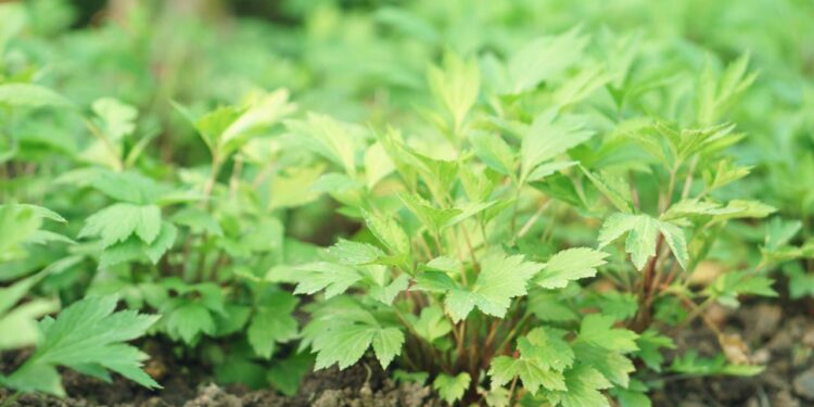 Artemísia-branca: ajuda no controle da glicose e fortalece o corpo