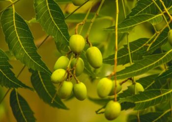 Essa planta protege sua casa e ainda espanta os insetos sem veneno