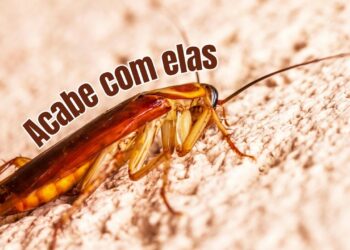 Como acabar com as baratas usando truques simples e naturais