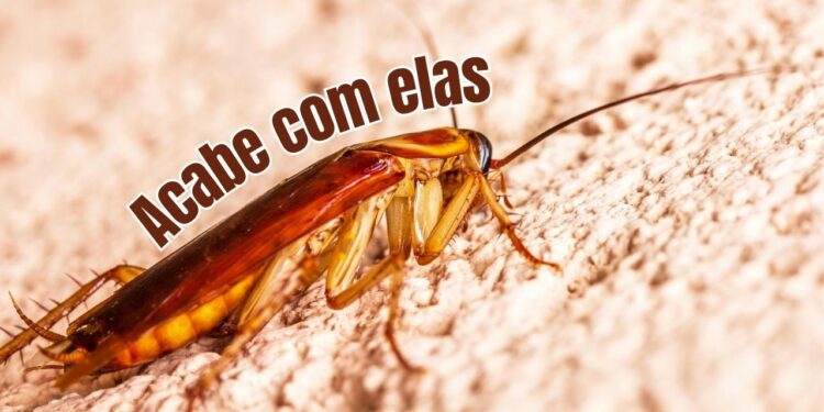 Como acabar com as baratas usando truques simples e naturais