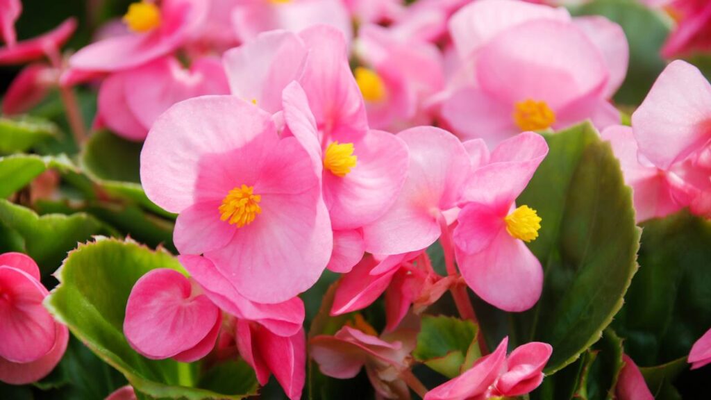 Flores ideias para os signos de ar cultivarem