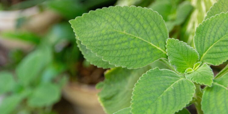 Aprenda a usar ervas caseiras para aliviar desconfortos no corpo