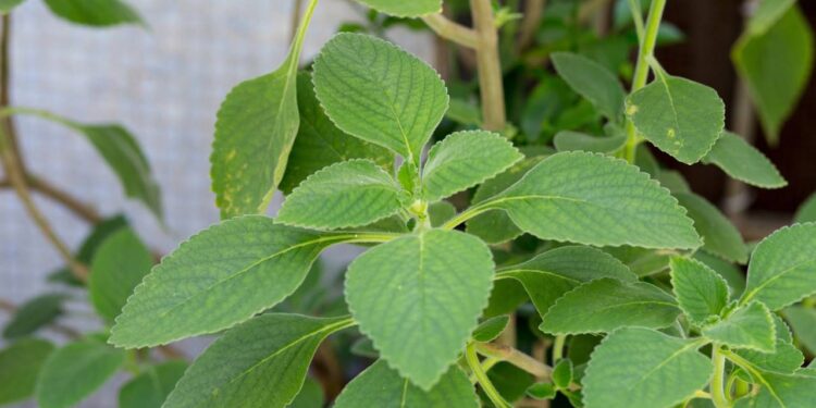 Esta planta pode ser a chave para um fígado saudável e digestão sem desconfortos