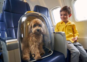 Como tranquilizar seu pet em viagens de avião com dicas simples