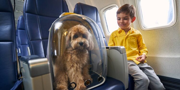 Como tranquilizar seu pet em viagens de avião com dicas simples