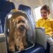 Como tranquilizar seu pet em viagens de avião com dicas simples