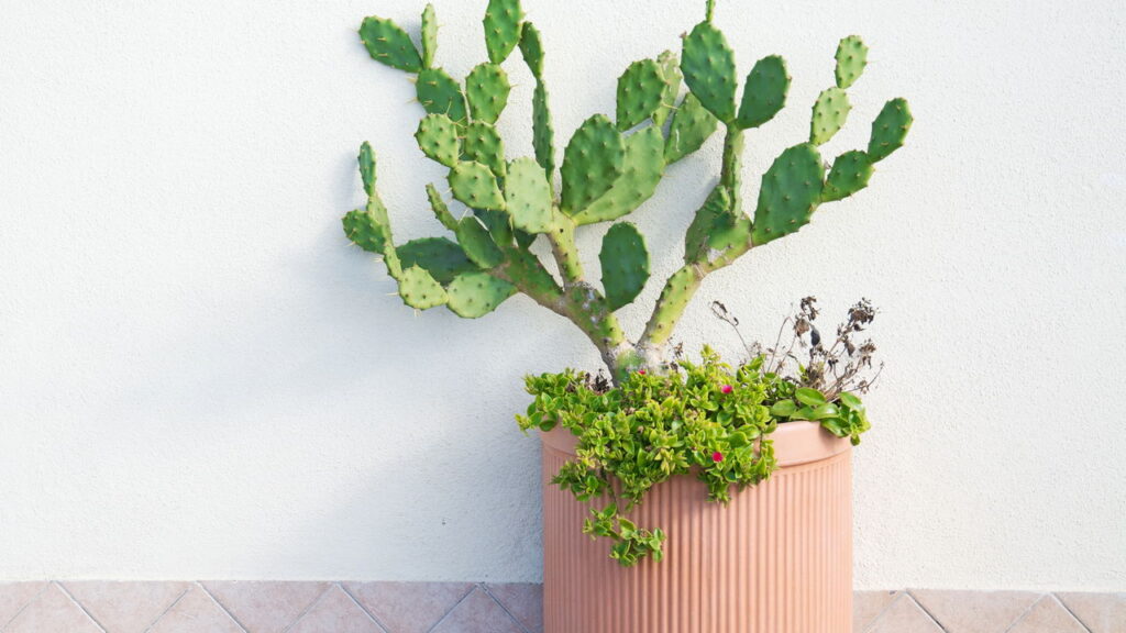 Plantas que se adaptam a pouca água e facilitam a rotina de cuidados