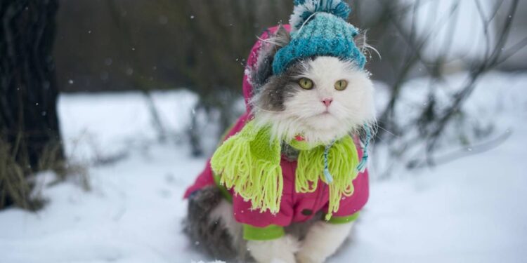 Onde os gatos devem dormir no frio, segundo especialistas