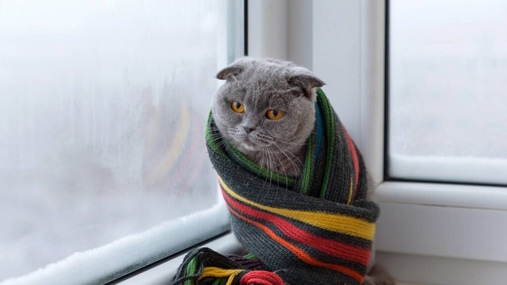 Onde os gatos devem dormir no frio, segundo especialistas