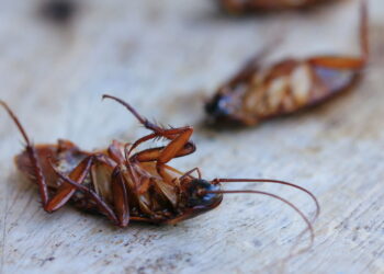 Mantenha baratas longe com dois itens baratos que tem em toda cozinha