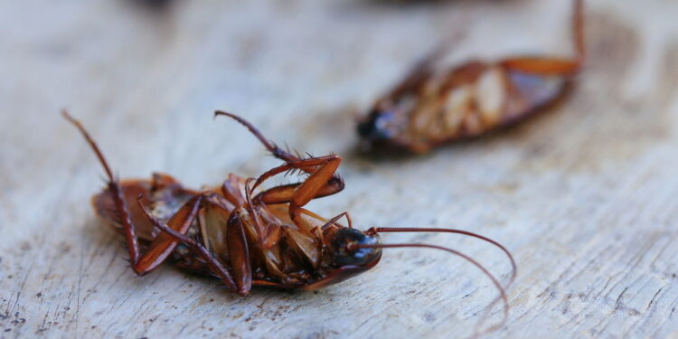 Mantenha baratas longe com dois itens baratos que tem em toda cozinha