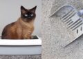 Erros que os donos cometem com a caixa de areia do gato, segundo especialistas