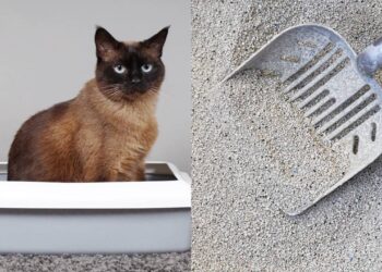 Erros que os donos cometem com a caixa de areia do gato, segundo especialistas