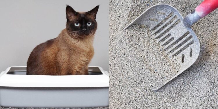 Erros que os donos cometem com a caixa de areia do gato, segundo especialistas
