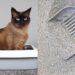 Erros que os donos cometem com a caixa de areia do gato, segundo especialistas