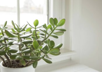 Essa planta tem aparência única, decora e atrai boas energias com leveza