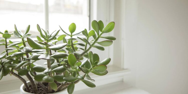 Essa planta tem aparência única, decora e atrai boas energias com leveza