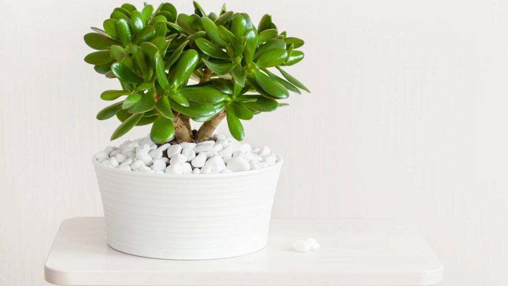 Plantas que ajudam na meditação, segundo Feng Shui