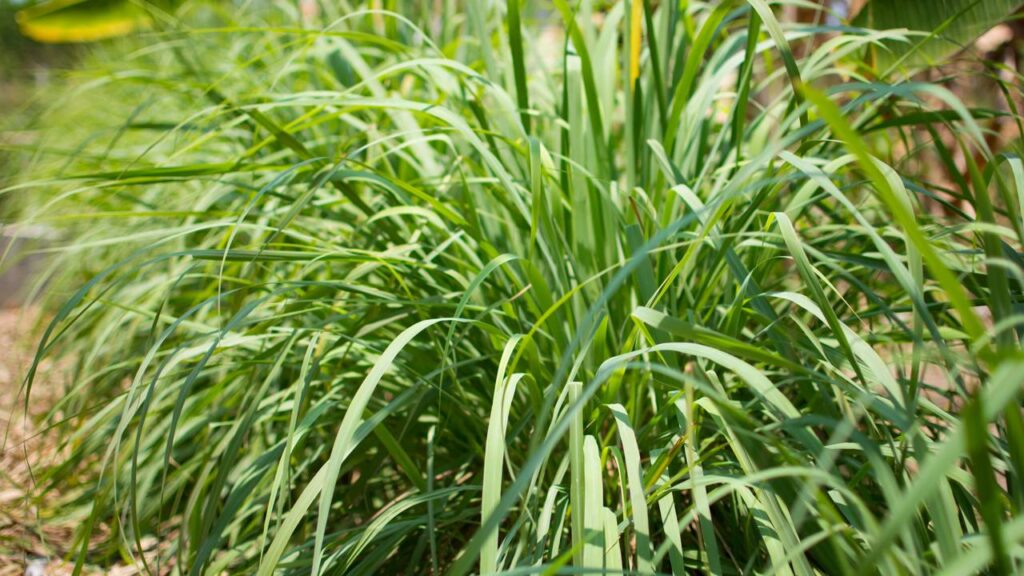 3 plantas que afastam pulgas e ainda perfumam o ambiente