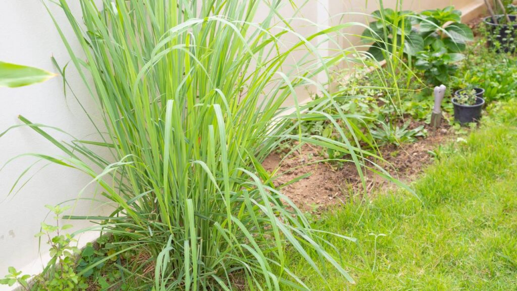 As melhores ervas para espantar mosquitos e refrescar o ambiente