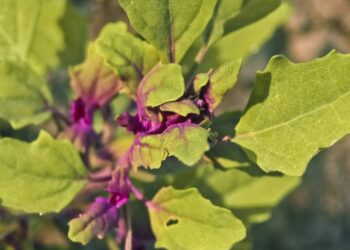 Planta comum para os idosos fura a bolha e começa a ser aplicada na medicina popular