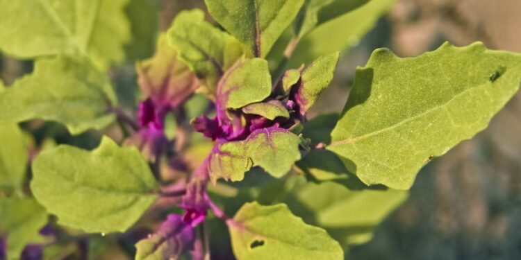 Planta comum para os idosos fura a bolha e começa a ser aplicada na medicina popular