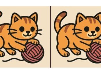 Você consegue encontrar 3 diferenças na imagem do gato em 43 segundos