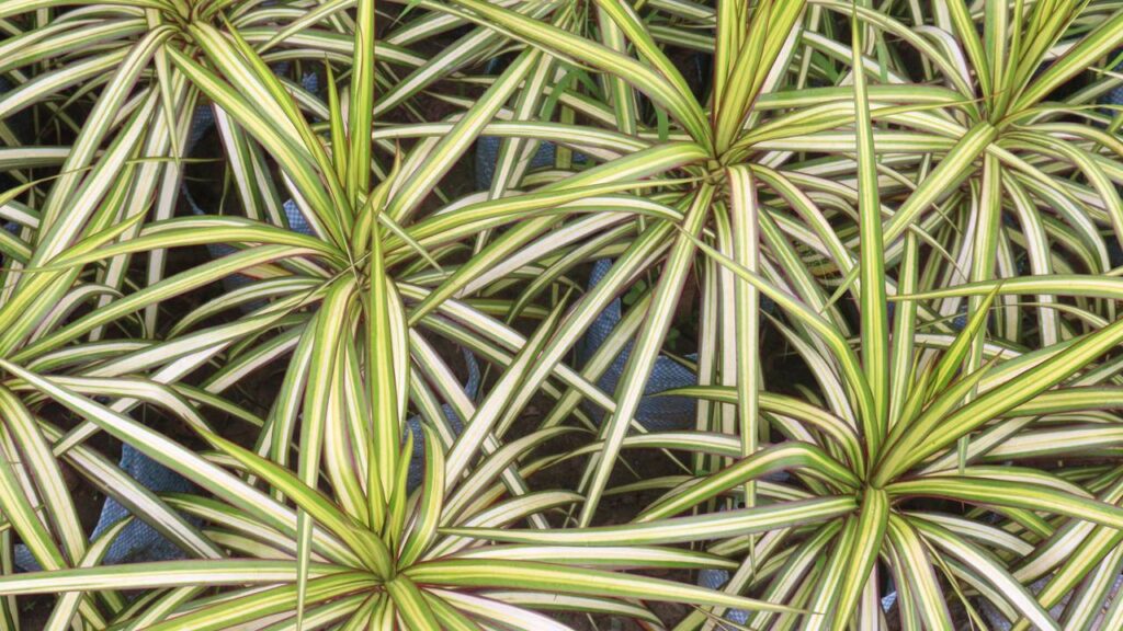 Nem planta grande, nem planta pequena: o charme das plantas médias