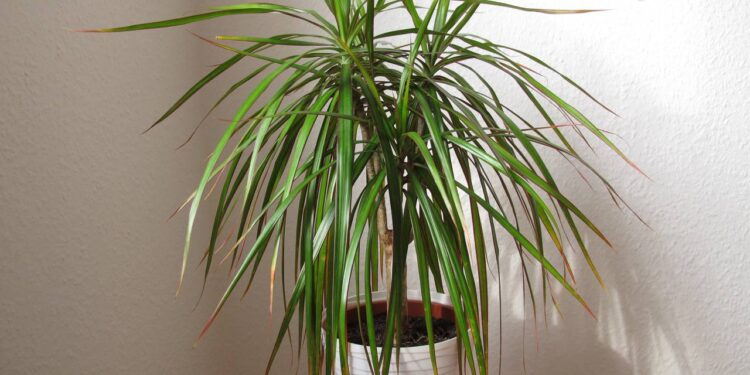 6 plantas que cuidam da sua casa enquanto decoram o ambiente