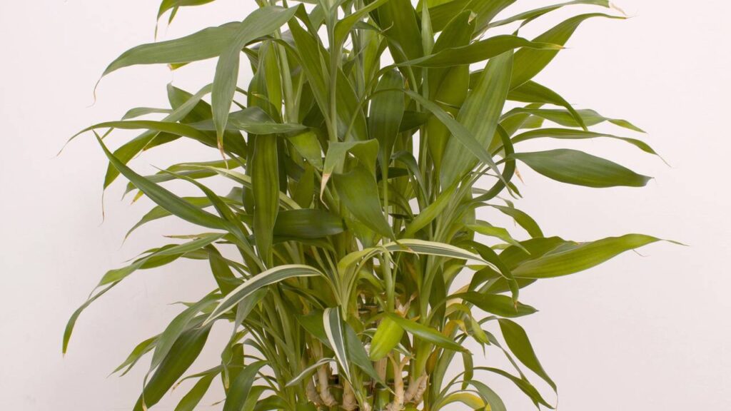 3 plantas que atraem boas energias e pedem pouco cuidado