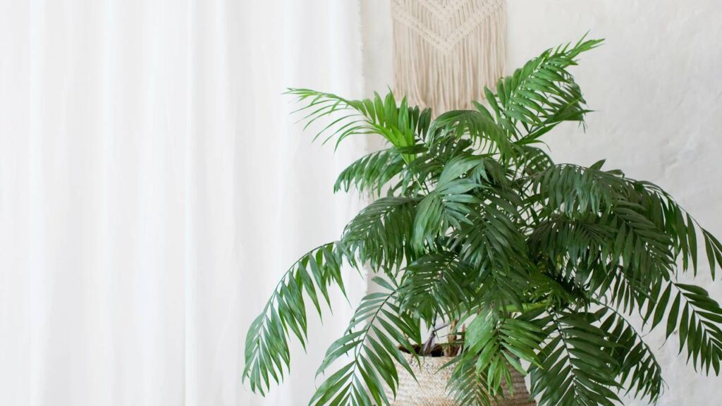 Plantas para purificar o ar e refrescar ambientes internos