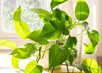 Tem nome de cobra, mas essa planta traz equilíbrio e bem-estar para o seu ambiente