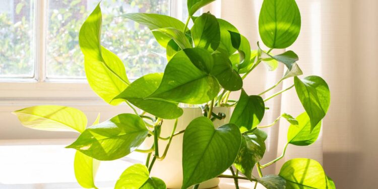 Tem nome de cobra, mas essa planta traz equilíbrio e bem-estar para o seu ambiente